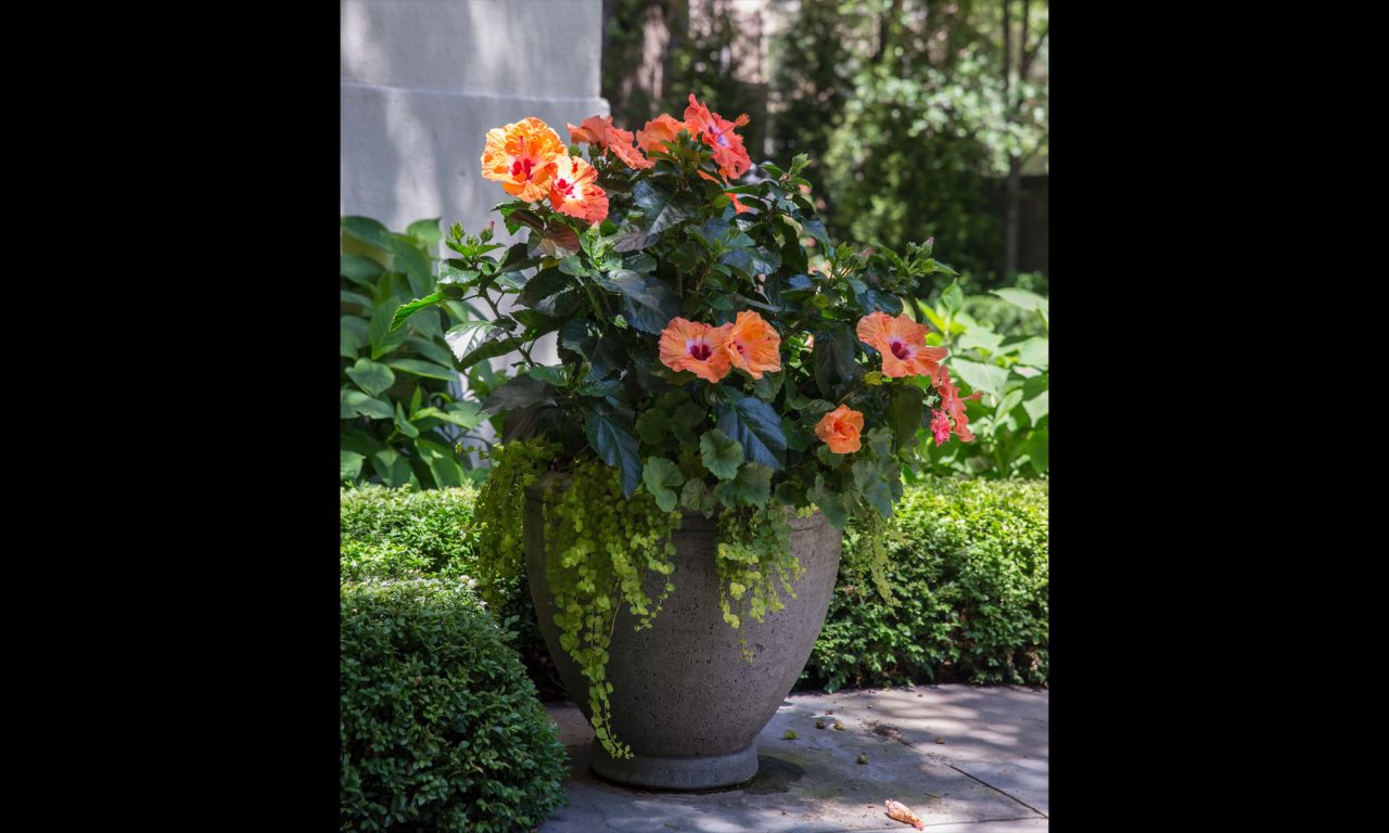 Single stone urn with a orange hibiscus and annuals at a home's front entrance.
