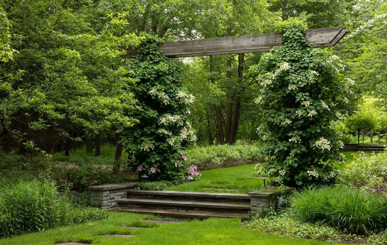 Woodland garden entrance through a heavy beam pergola with stone steps, walls and climbing vines.