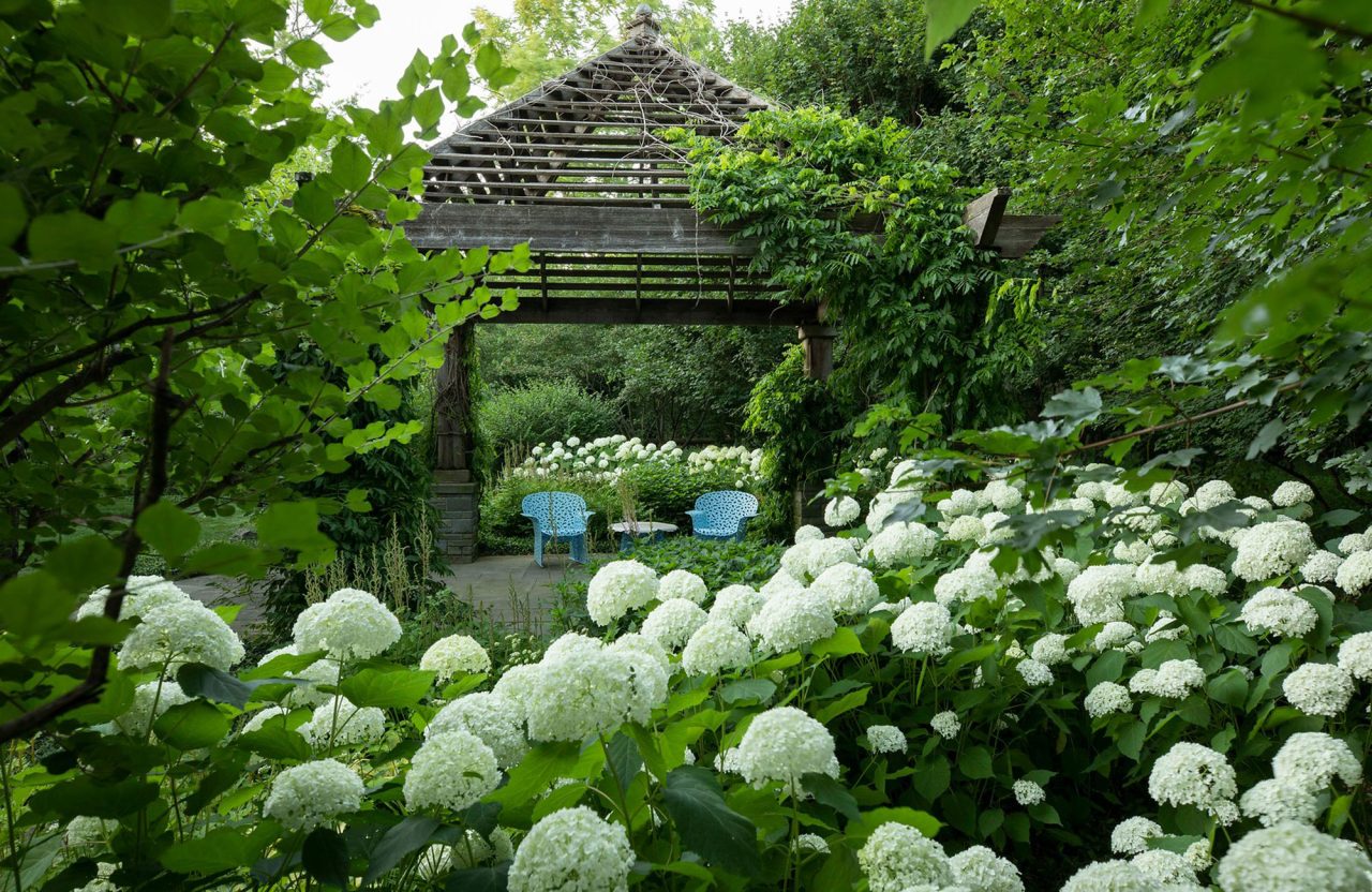 Wood pergola with a peaked roof set within a garden of hydrangea.