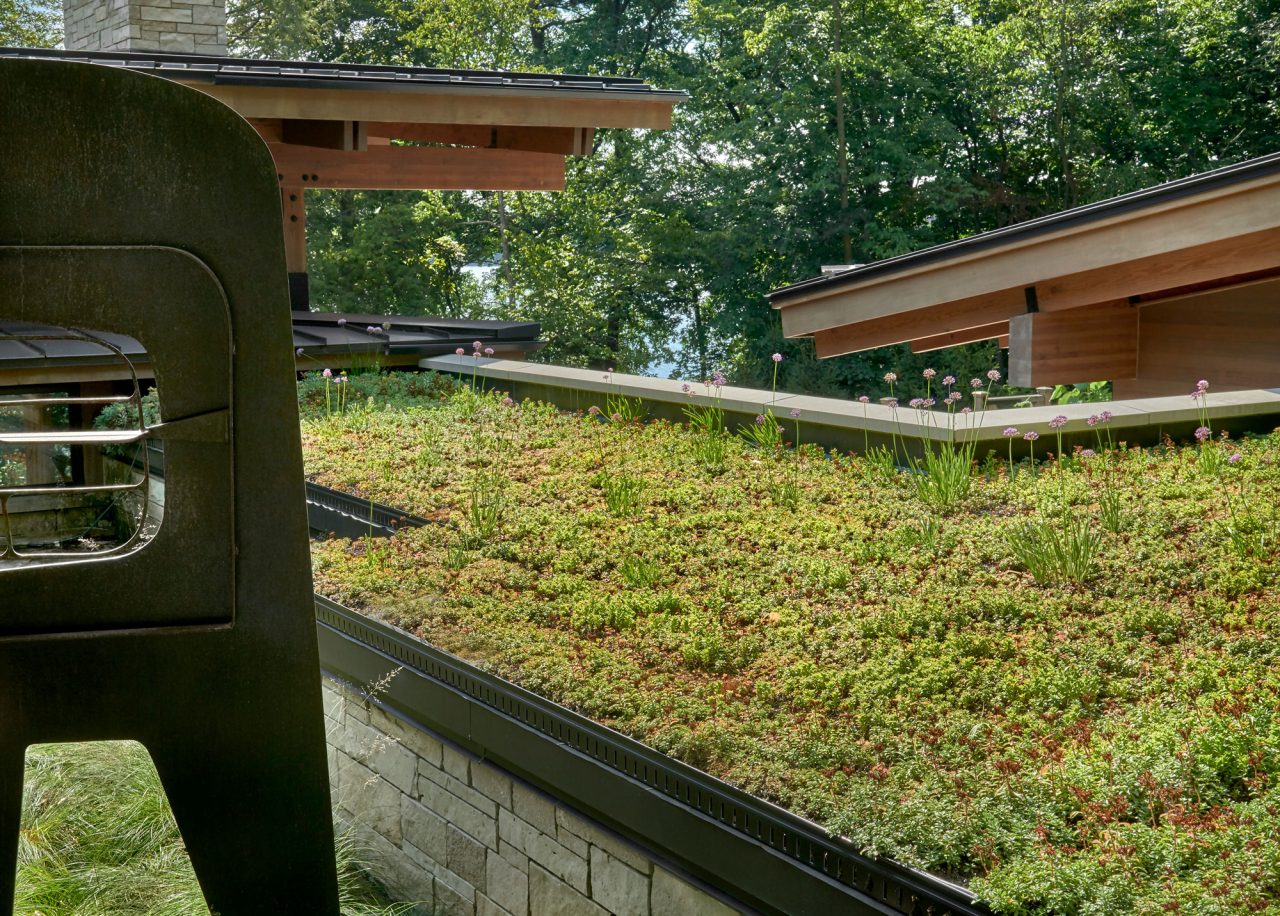 Green roof with vegetation