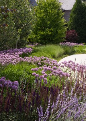 Sweeping Chicagoland perennial garden with purple allium and soft green grasses