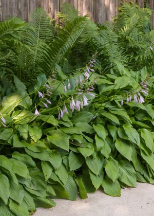 Hosta and fern border bed along path