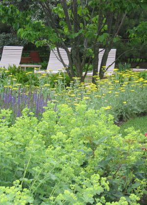 Chicagoland poolside perennial garden with soft purples and yellows