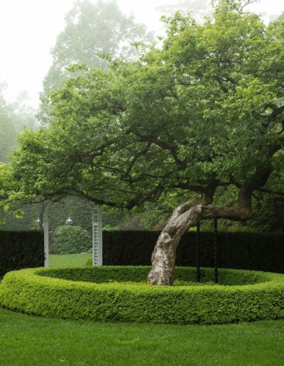 Un árbol inclinado único que destaca por la disposición de las plantas
