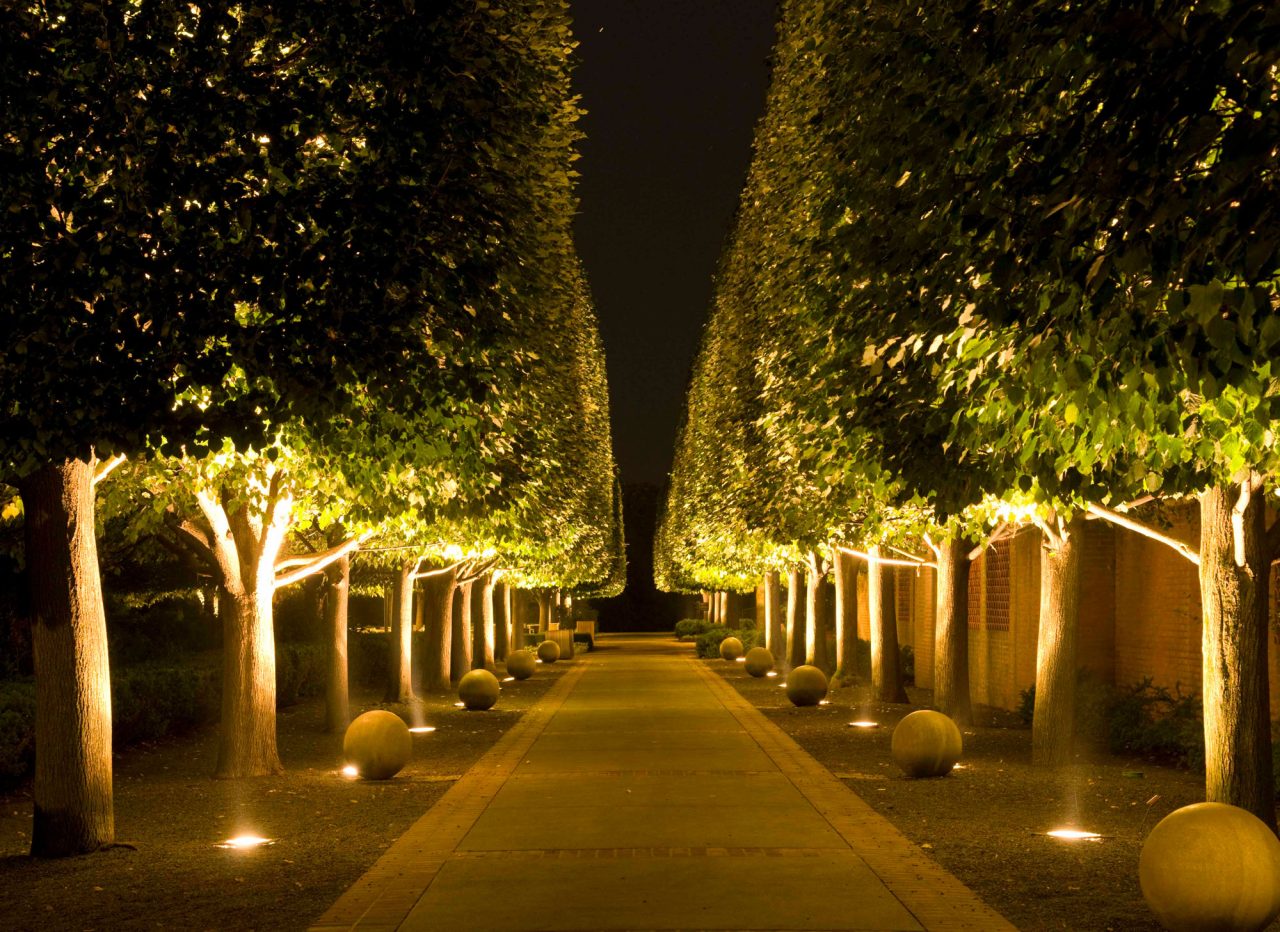 Linden tree alee at night with uplighting at Chicago Botanic Garden