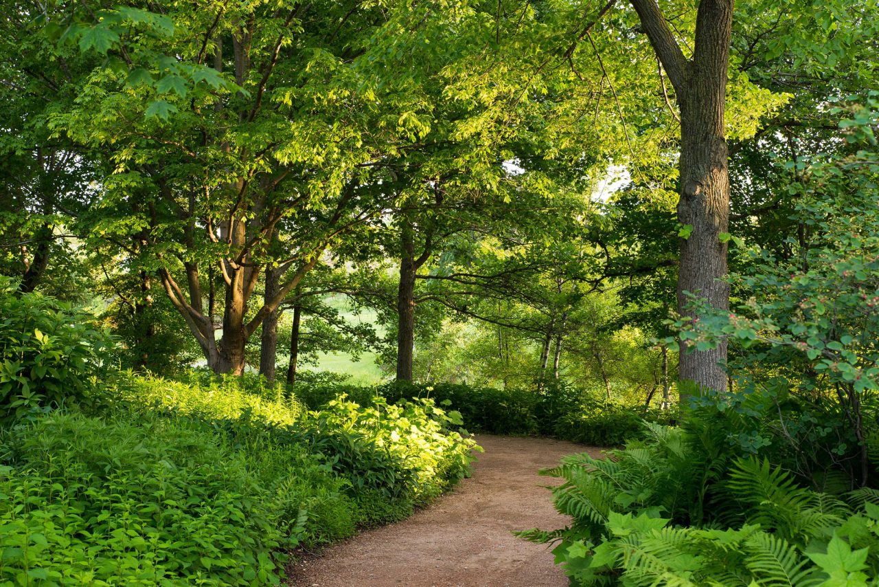 Path through forest greens in Sensory Garden at Chicago Botanic Garden