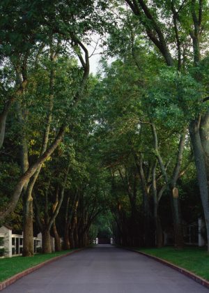 View of a driveway lined with trees