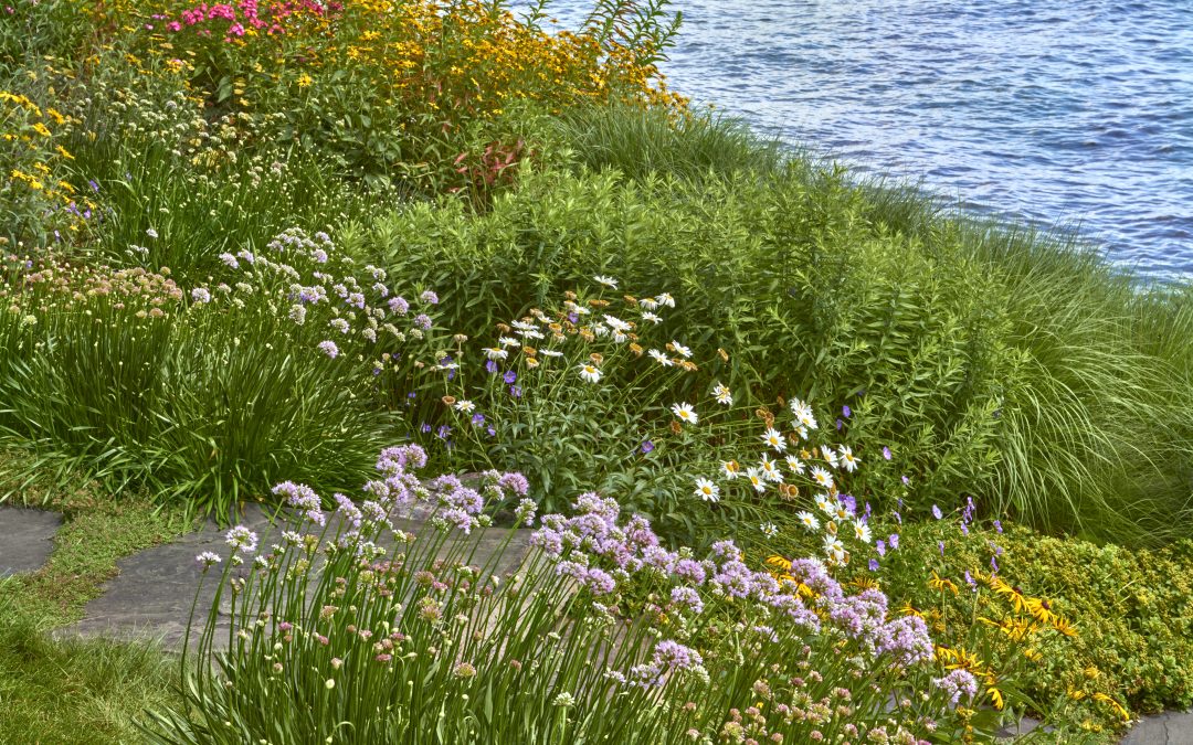 Coreless Aeration: An Essential Service to Ensure Lawn Health