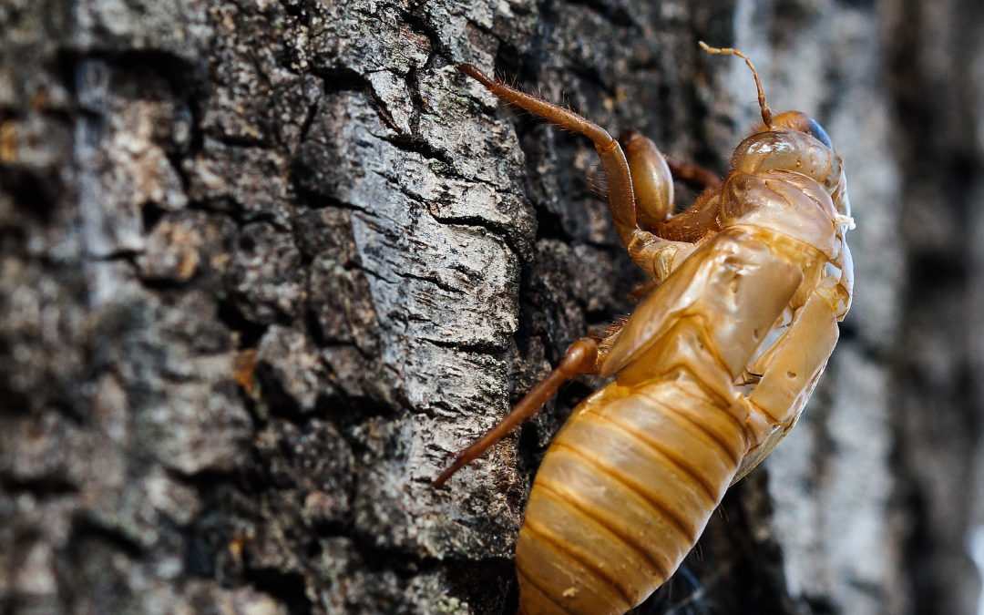 Una sinfonía de cigarras: cómo afrontar la eclosión de la generación de 2024 y proteger tu jardín