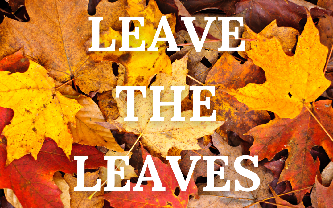 Leave the Leaves: A Natural Approach to Landscape Care