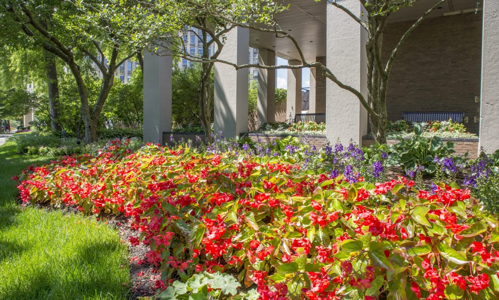 A designed perennial border or summer mixed bed showcasing texture, contrast, and flow.