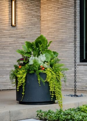 Large lead containers that provides an opportunity for four seasons of high impact seasonal color