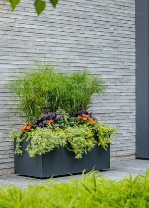 The summer seasonal color design included baby tut, mixed succulents, and traditional annuals; the combination of which provide architectural structure to create a unique, modern aesthetic to match the home.